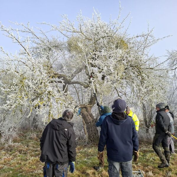 Lehrgang Obstbaumschnitt im Januar 2025 10