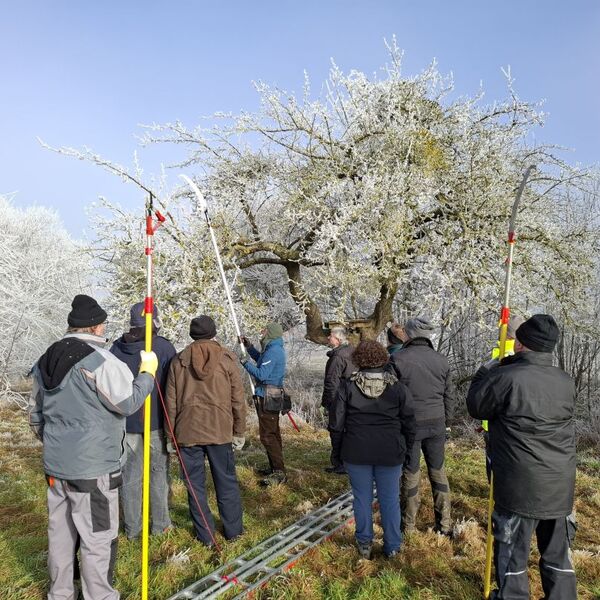 Lehrgang Obstbaumschnitt im Januar 2025 12