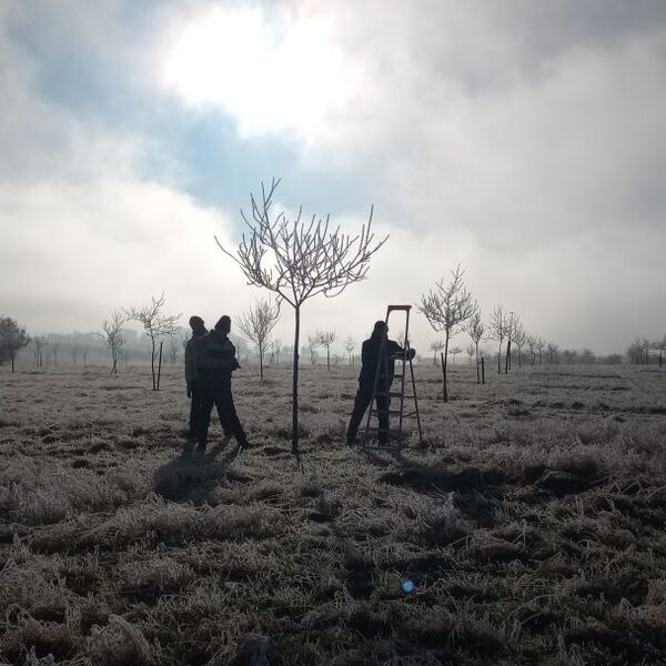 Lehrgang Obstbaumschnitt im Januar 2025 14