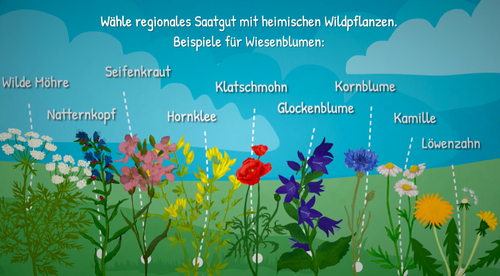 Screenshot Video Blumenvielfalt